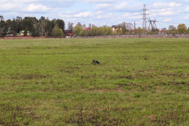 Banliyödeki güzel yaz manzarası. Rusya 3