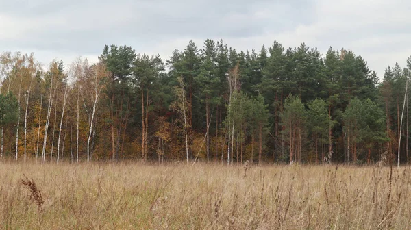 Beautiful autumn landscape in the suburbs. Russia 3