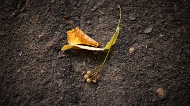 Kuru yaprak deseni, asfalt arkaplanda tohumlu kuru yaprakların çiziminin ayrıntıları