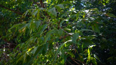 Gün batımında ağaçtan ve yeşil yapraklardan arkaplan.
