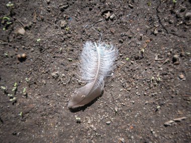 Toprak yolda bir kuşun yakın çekimi.