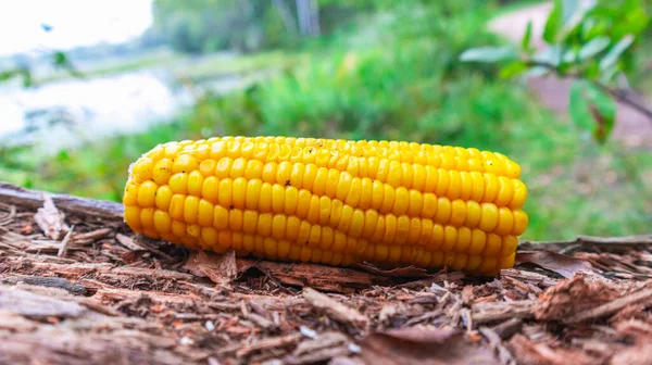 Cob kukuryza on a natural background close-up — Fotografia de Stock