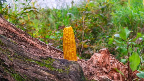 Pionowa kolba kukurydzy na naturalnym niewyraźnym tle — Zdjęcie stockowe