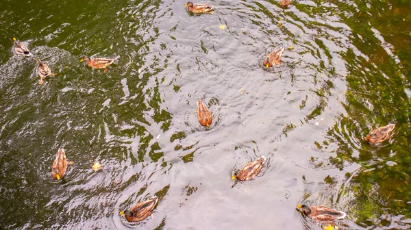Wildenten schwimmen im Herbst in einem Waldbach. — Stockfoto