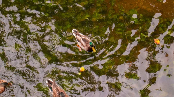 Wildenten auf dem Herbstsee Mitte September. — Stockfoto