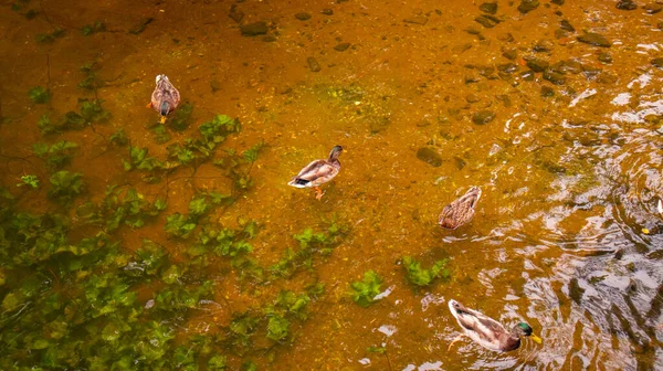 शरद ऋतू तलाव वर वन्य डुक अन्न शोधत आहेत . — स्टॉक फोटो, इमेज