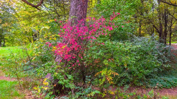 Colorful autumn forest with red shrub trees and grass. — Fotografia de Stock