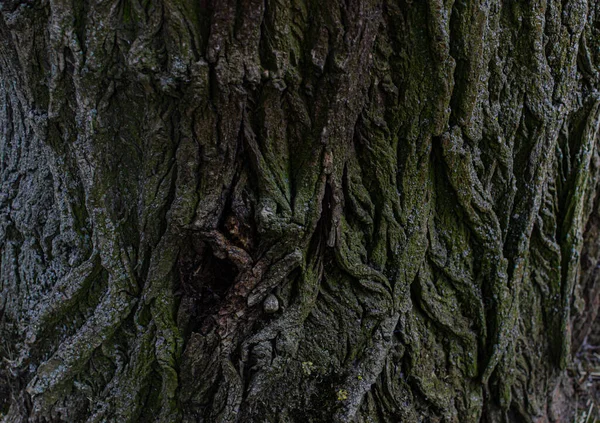 Pine Tree Trunk Textured Relief Rough Bark Green Turquoise Moss — Stock Photo, Image