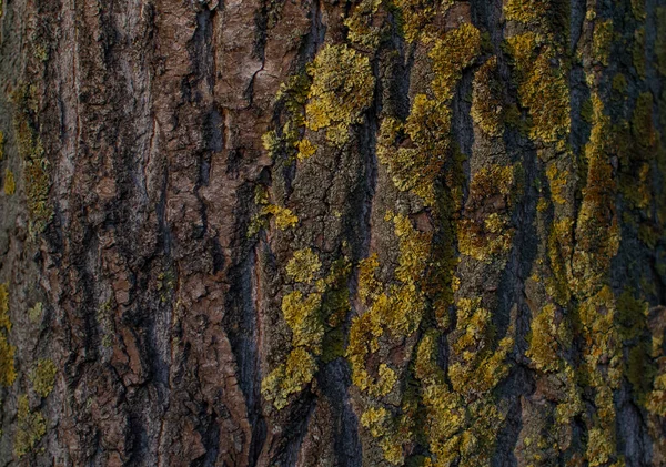 Pine Tree Trunk Textured Relief Rough Red Orange Bark Yellow — Stock Photo, Image