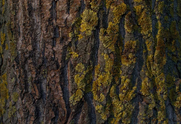 Pine Tree Trunk Textured Relief Rough Red Brown Bark Yellow — Stock Photo, Image