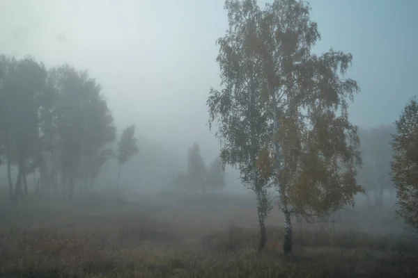 Mañana Brumosa Bosque Otoño Con Abedules Con Follaje Verde Dorado —  Fotos de Stock