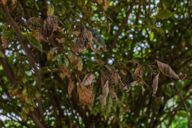 Çarpık kıvrımlı, turuncu kahverengi yapraklı ağaç dalı. Bitkiler bahçede yetişir. Yaz Ormanı