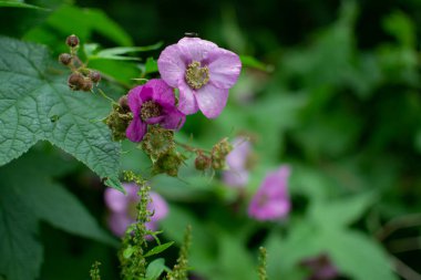 Gül kalça çiçekleri açık pembe taç yaprakları ve sarı çalı üzerinde yaz aylarında yeşil yapraklar