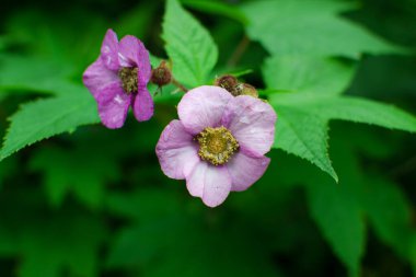 Açık pembe yapraklı iki gül kalçası ve yazları yeşil yaprakların arasında sarı merkez.