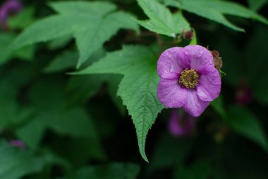Açık pembe yapraklı gül kalçası ve yazın yeşil yaprak arasında sarı merkez.