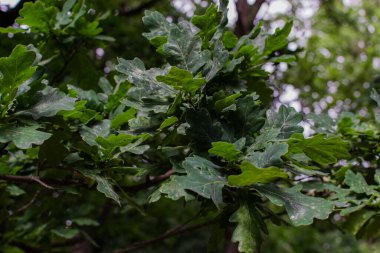 Hasta meşe yaprakları. Beyaz lekeli yeşil dalgalı yapraklar ve çiçek. Şehir parkında etkilenmiş bir ağaç