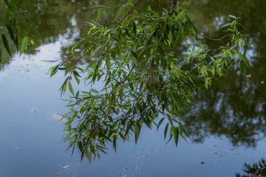 Söğüt ağacının dalları üzerinde yeşil boylam ince yapraklar yaz güneşli bir günde, park gölünün mavi sularının arka planında.