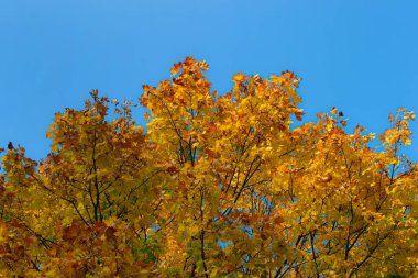 Sarı turuncu kırmızı sonbahar akçaağaç yaprakları yuvarlak ağaç dalları üzerinde açık mavi gökyüzünün arka planına karşı güneşli havada. Eylül