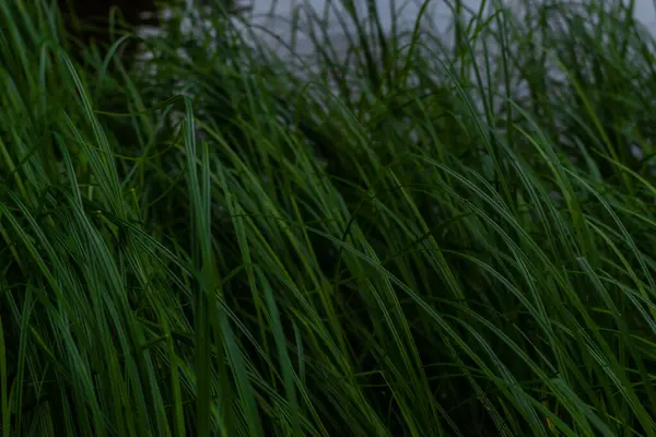 연못의 배경에는 장황하고 풀들이 있습니다 Grassy — 스톡 사진