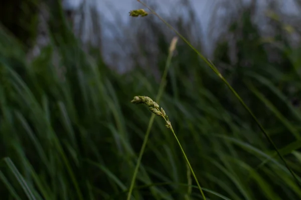 Green Longitudinal Long Thin Dense Grass Spikelets Background Blue Water — Stock Photo, Image