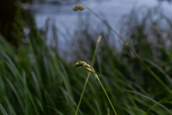 Green Longitudinal Long Thin Dense Grass Spikelets Backdrop Blue Water — Stock Photo, Image