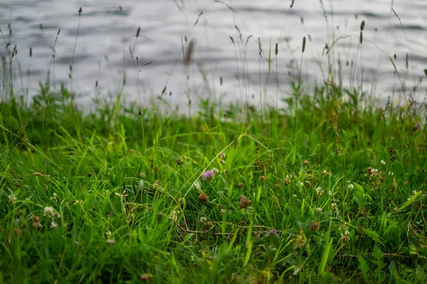 연못의 위에는 가시와 꽃봉오리가 녹색의 풀들이 — 스톡 사진