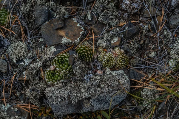 Suculentas Redondas Crescem Entre Líquenes Azuis Campo Pelo Lago Baikal — Fotografia de Stock