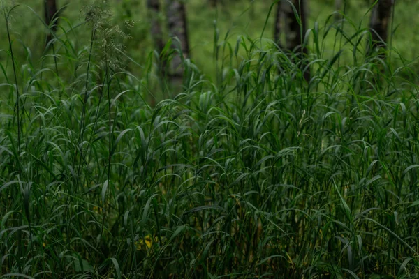 Grönt Längsgående Långt Tätt Gräs Tunn Stjälk Den Mörka Skogen — Stockfoto