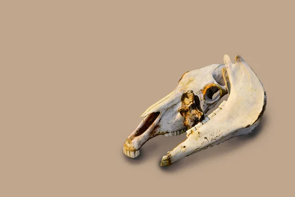 Two White Old Bare Light Bones Horse Skull Beige Color — Stock Photo, Image