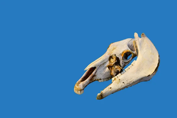 馬の頭蓋骨の2本の白いオレンジの古い裸の光の骨 — ストック写真
