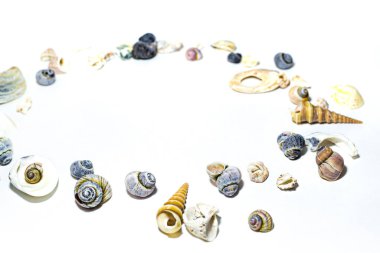 Beyaz arka planda farklı şekillerde küçük deniz rengarenk turuncu pembe pembe deniz kabuklarından oluşan yuvarlak elips. Tasarım şablonu