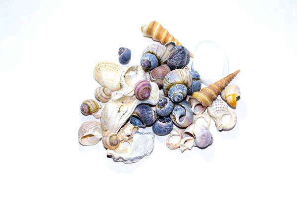 白い背景に異なる形状の小さな海洋色の青オレンジ色の貝殻のグループ デザインテンプレート — ストック写真