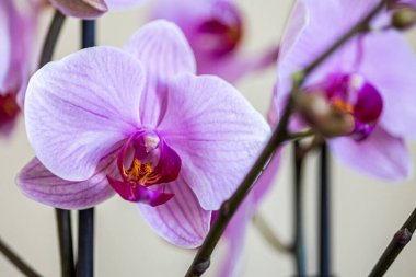 Sarı merkezli açık pembe orkide çiçekleri, dallar, bulanık bokeh arkaplanda ev bitkisi. Yakın plan.. 