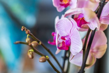 Açık pembe orkide çiçekleri ve dallardaki tomurcuklar, mavi turkuazdaki ev bitkisi bulanık bokeh arkaplan. Makro. Metin için yer