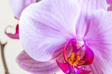 Açık pembe orkide çiçekleri sarı merkezde, çiçek çiçekleri ise bulanık arka planda. Yakın plan. Makro