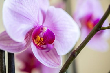 Büyük açık pembe orkide çiçekleri, sarı merkezli, dallı, bulanık arka planda ev bitkisi. Yakın plan. Makro