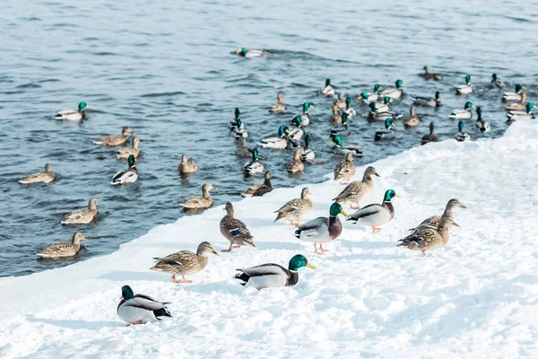 Brown and green ducks swim in the blue waves of a winter river, lake with frozen white snowy ice shore on a sunny day
