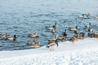Açık kahverengi ve yeşil ördekler bir kış nehrinin mavi dalgalarında yüzerler, güneşli bir günde donmuş karlı buz kütleleriyle birlikte.