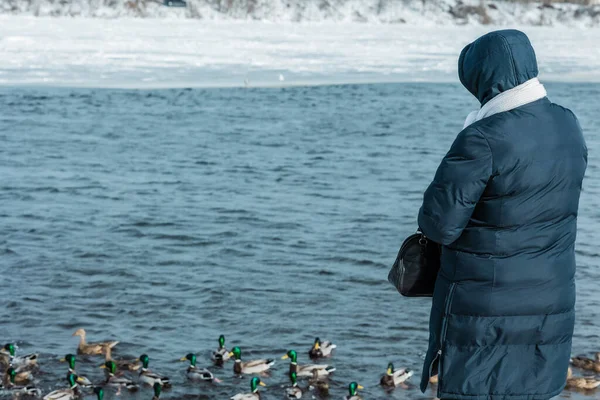Eine Frau Dunkelblauer Jacke Füttert Einem Sonnigen Wintertag Enten Ufer Stockbild