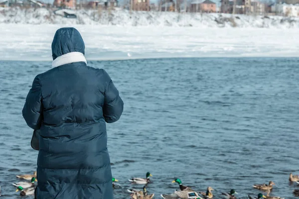 Eine Frau Dunkelblauer Jacke Füttert Einem Sonnigen Wintertag Enten Ufer lizenzfreie Stockbilder