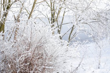Dalları kabarık beyaz karlı çalılar ve ince ağaçlar. Açık mavi bir nehrin arka planı. Kış