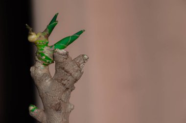 Kuru, buruşuk zencefil kökü, küçük yeşil filizlerle sıcak bir bokeh arka planında filizlenir. Yakın plan. Metin için yer