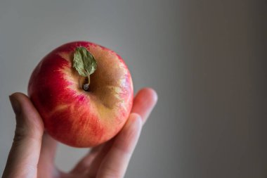 Kırmızılı, olgun, yeşil yapraklı bir elma sade bir arka planda bir adamın elini tutuyor.