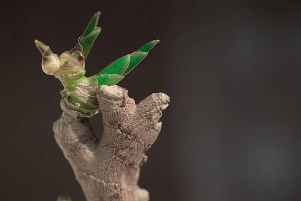 Radice Zenzero Rugosa Secca Germogliata Piccoli Germogli Verdi Uno Sfondo — Foto Stock