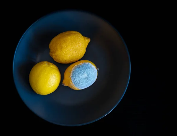 Three Whole Yellow Bright Lemons Dark Blue Plate One Lemon — Fotografia de Stock