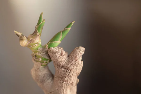 Kuru, kahverengi, kırışık, zencefil kökü, küçük yeşil filizler halinde, sıcak bir bokeh arka planda yetişir. Makro