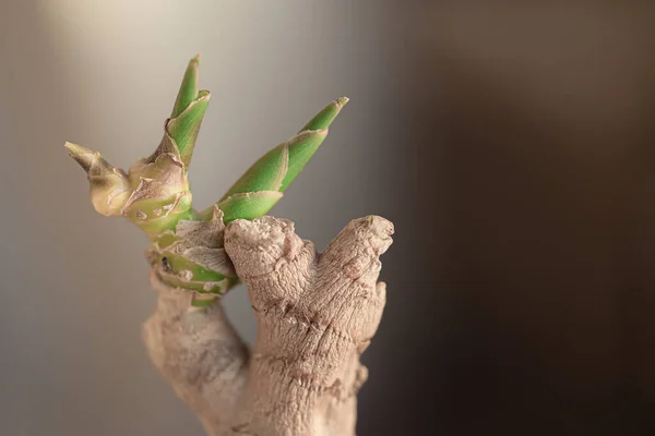 주름진 누르스름 뿌리가 배경에 대하여 초록색 싹에서 돋아나 매크로 로열티 프리 스톡 사진