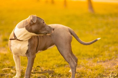 Gri ve beyaz renkli, sarkık kulaklı melez bir köpek dışarıda, yeşil çimlerin üzerinde duruyor güneş ışığı altında ve gün batımında sahibini arıyor.