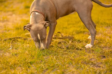Tasmalı, gri-beyaz melez bir köpek güneşin ışığında bir parkta duruyor ve gün batımında yeşil çimlerde bir şey arıyor.