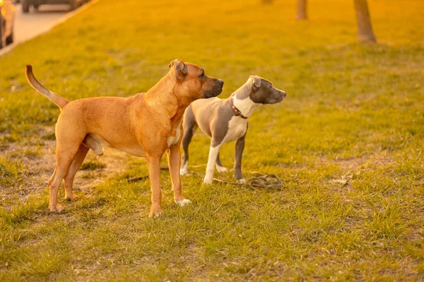 2匹の犬 太陽の光の外の緑の芝生の上の公園にある襟と赤いアメリカのピット牛のテリアにドロップ耳とグレーと白の色の混合品種の犬と離れて見て 日没で所有者を探して — ストック写真